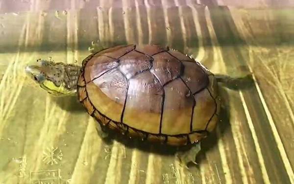 头盔蛋龟是什么龟?