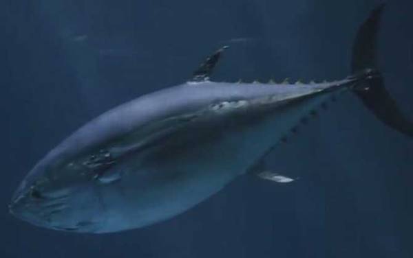 吞拿鱼是什么鱼?