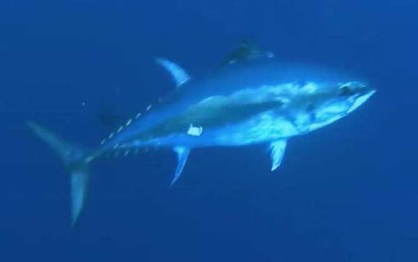 吞拿鱼是什么鱼?