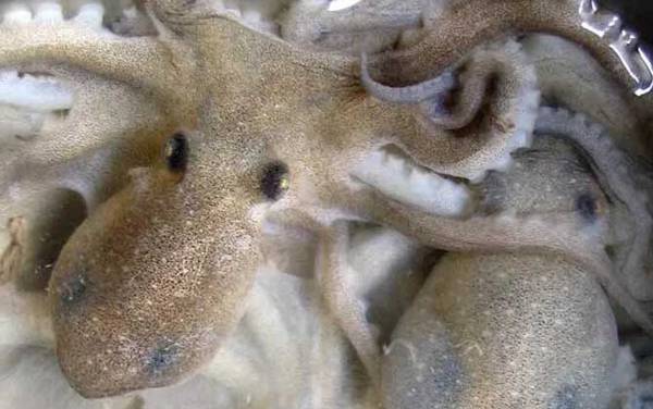 望潮是什么动物?