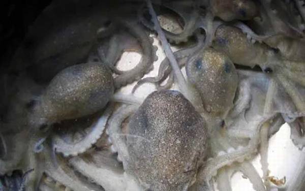 望潮是什么动物?