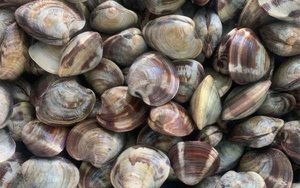 文蛤是什么动物?