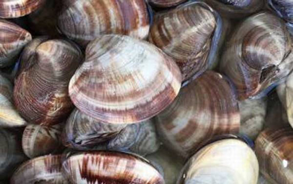 文蛤是什么动物?