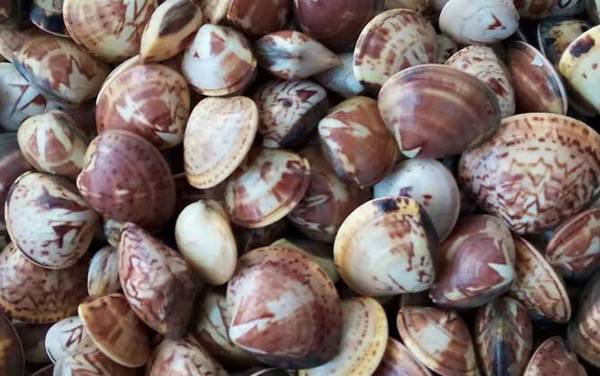 文蛤是什么动物?