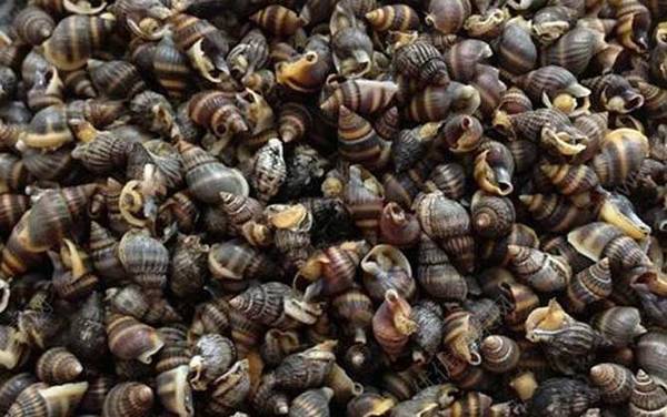 乌螺是什么螺?