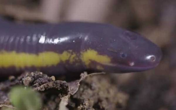 版纳鱼螈是什么动物?