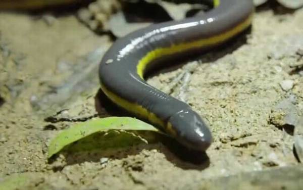 版纳鱼螈是什么动物?