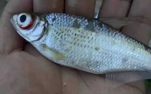 华鳊是什么鱼?