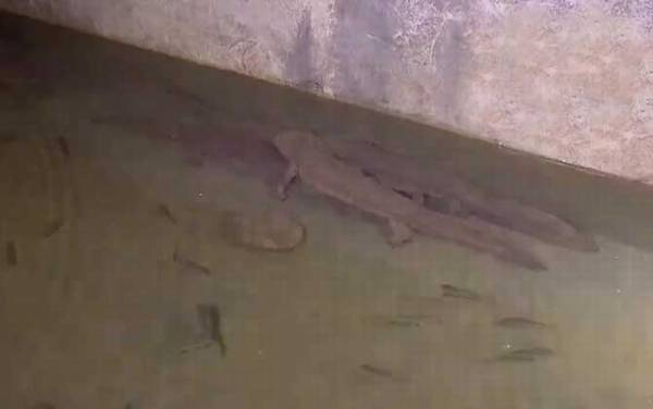 娃娃鱼吃什么食物?