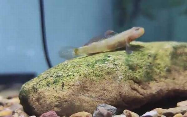 虾虎鱼是什么鱼?