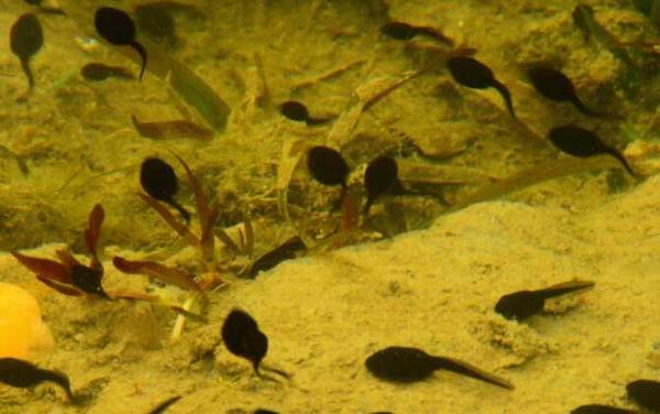 小蝌蚪吃什么食物?