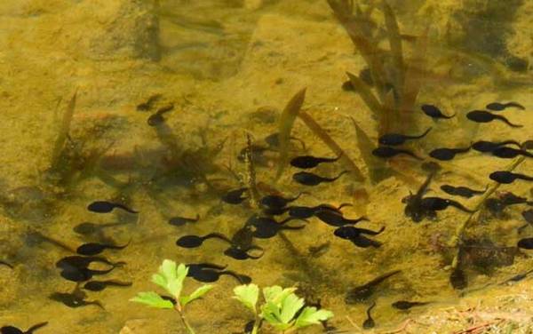 小蝌蚪吃什么食物?