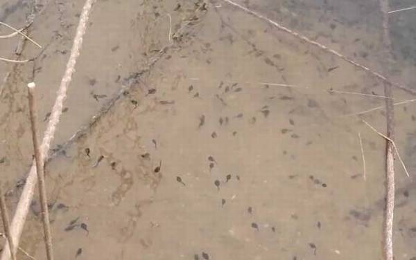 小蝌蚪吃什么食物?