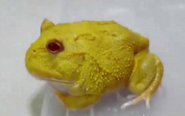 黄金角蛙是什么蛙?