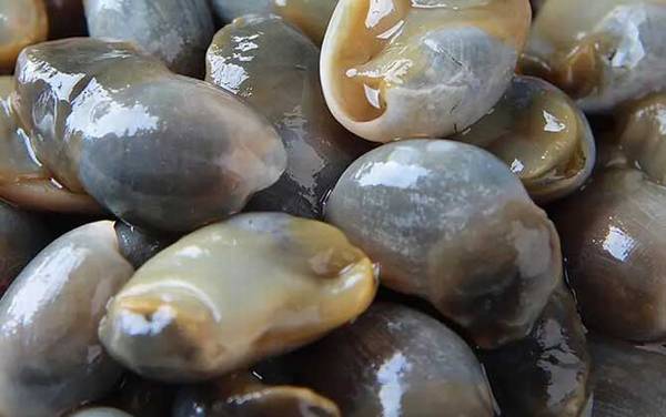 黄泥螺是什么螺?