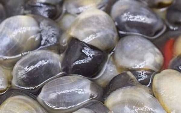 黄泥螺是什么螺?