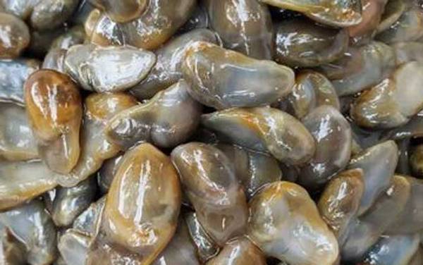 黄泥螺是什么螺?