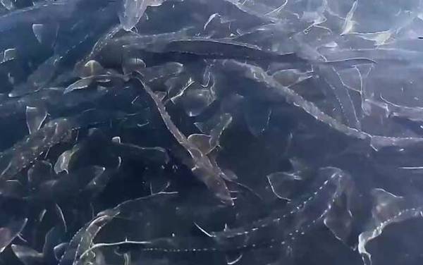 鲟鳇鱼是什么鱼?