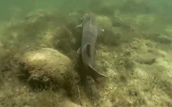 鲟鳇鱼是什么鱼?