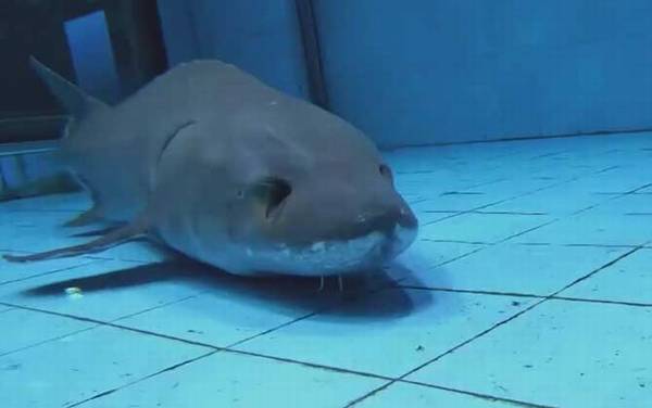 中华鲟是什么动物?