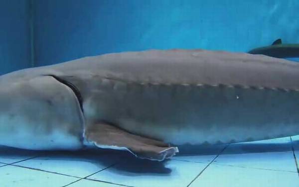 中华鲟是什么动物?