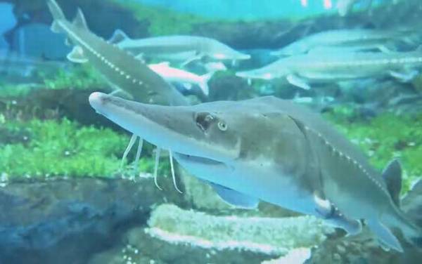 关于中华鲟的资料有哪些?