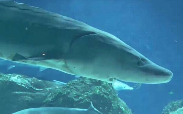 关于中华鲟的资料有哪些?