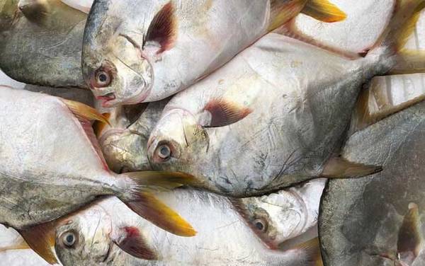 金鲳鱼价格多少钱一斤?