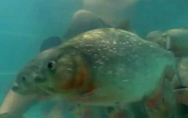 食人鲳是什么鱼?