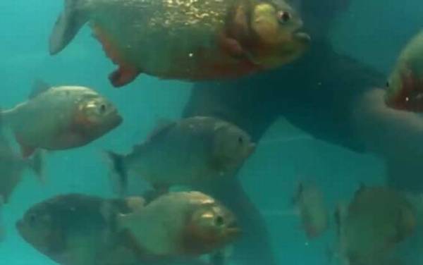 食人鲳是什么鱼?