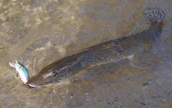 白斑狗鱼是什么鱼?