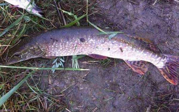 狗鱼为什么叫狗鱼?