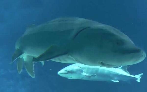 人工养殖鲟鱼多少钱一斤?