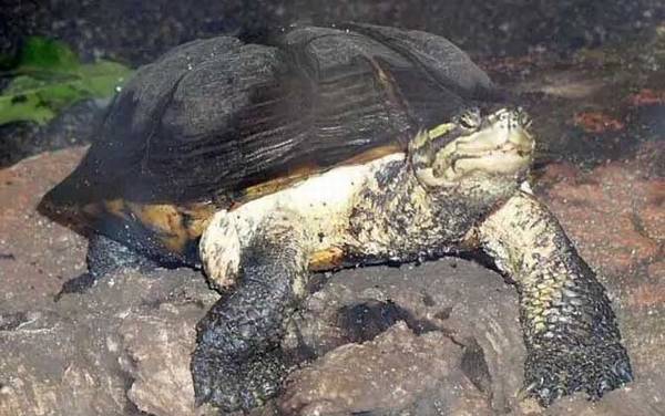 安南龟是什么龟?