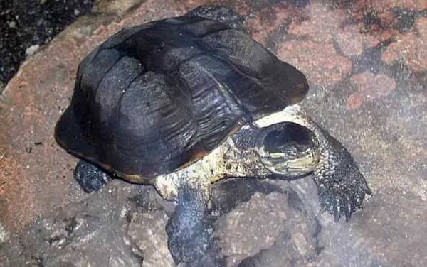 安南龟是什么龟?