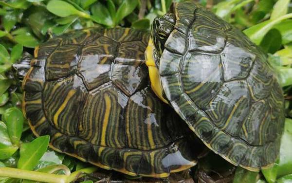 巴西彩龟是什么龟?