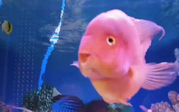 红鹦鹉鱼是什么鱼?