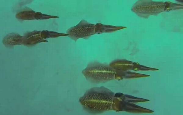 金乌贼是什么动物?