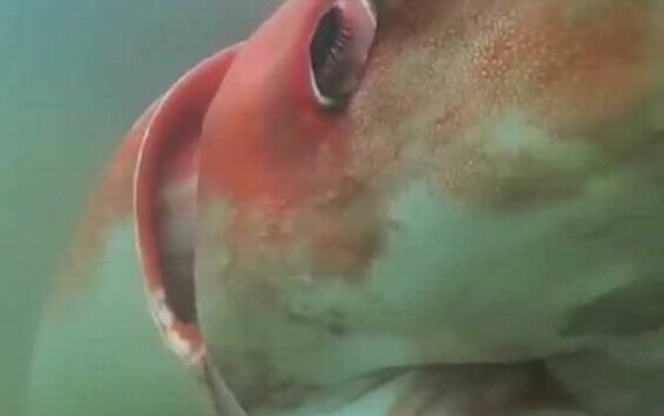 大王酸浆鱿是什么动物?