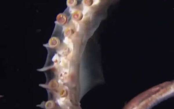 大王酸浆鱿是什么动物?