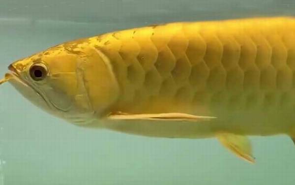 龙鱼价格多少钱一条?