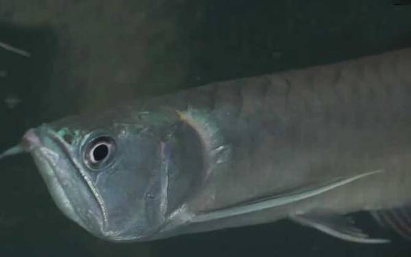 银龙鱼怎么养最好?