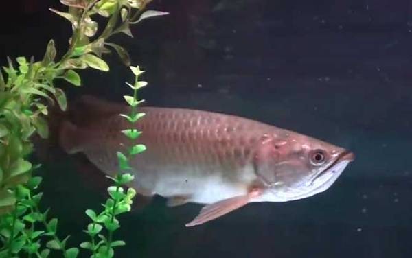 银龙鱼吃什么食物?