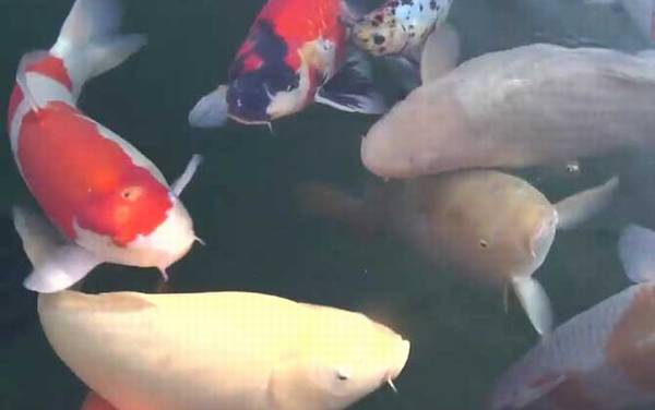 锦鲤鱼怎么养长得快?