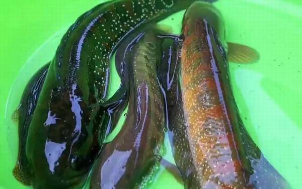 七星鱼是什么鱼?