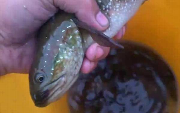 七星鱼是什么鱼?