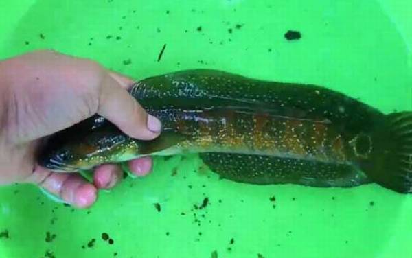 七星鱼是什么鱼?