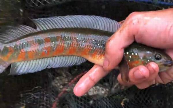 七星鱼是什么鱼?