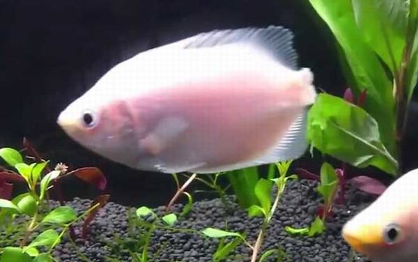 接吻鱼为什么接吻?