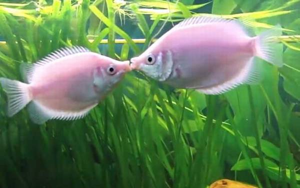 接吻鱼为什么接吻?